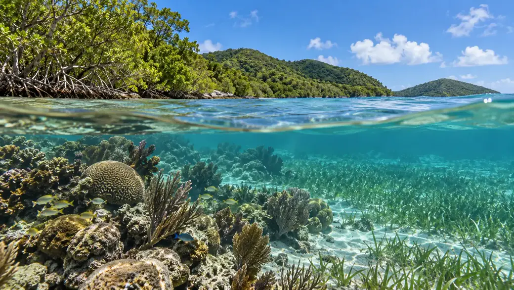 Virgin Islands Coral Reef National Monument attraction cover
