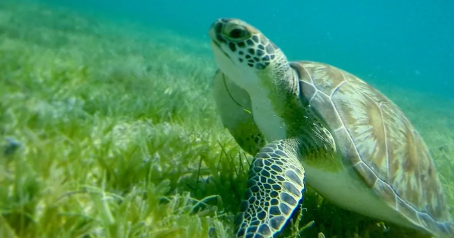 Turtles, Pizza Pi & Sunset (USVI only) — photo supplied by Stormy Pirates Boat Charters