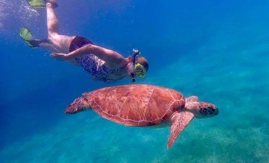 Buck Island & Water Island Shared Charter: Snorkel & Swim with Turtles — photo supplied by Seas the Day Charters