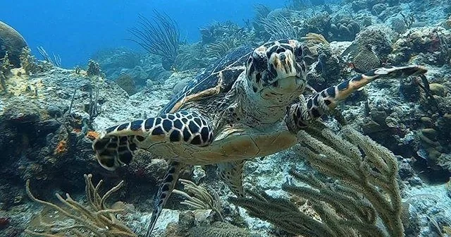 Afternoon 2-Tank Scuba Dive — photo supplied by Aqua Marine Dive Center