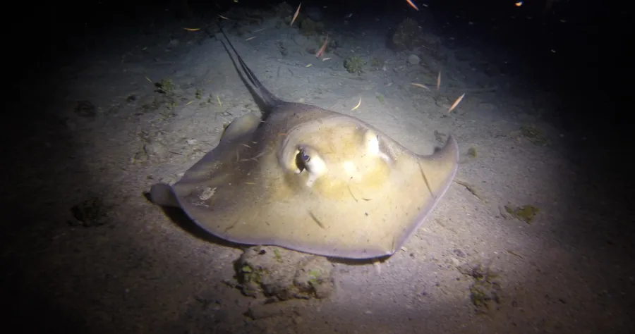 Sunset + Night Scuba Dive — photo supplied by Aqua Marine Dive Center