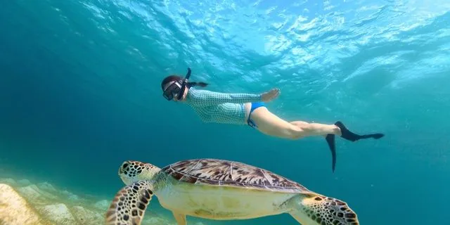 Snorkeling with Sea Turtles - St. Thomas — photo supplied by Virgin Islands Ecotours
