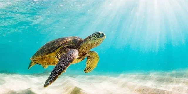 St. Croix's Best Snorkeling with Sea Turtles — photo supplied by Virgin Islands Ecotours