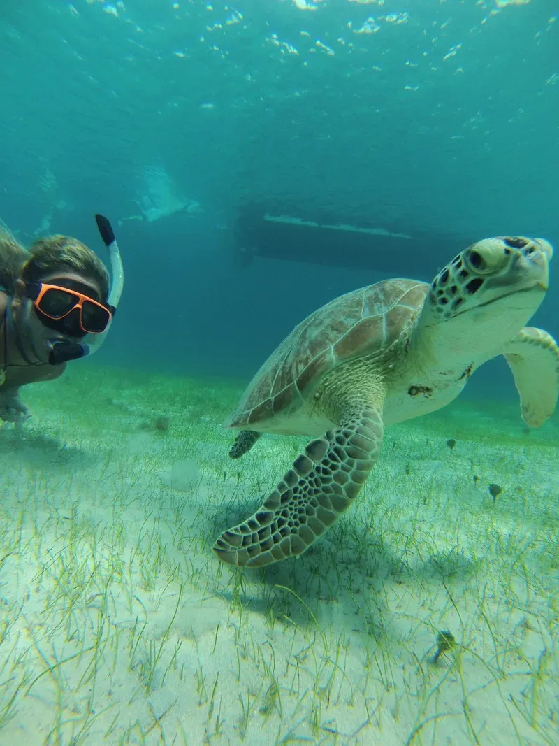 Snorkeler beside a sea turtle in the Virgin Islands